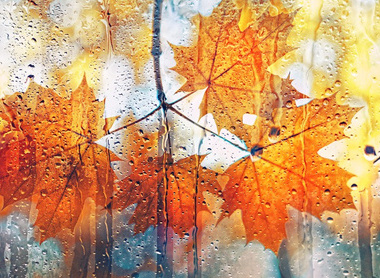 Autumn - leaves background-crop.jpg