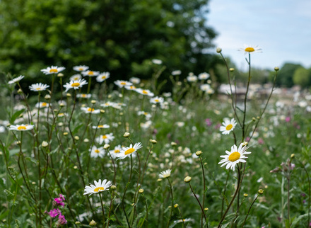 Daisies in a field.jpg