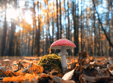 Fly Agaric 2.jpg