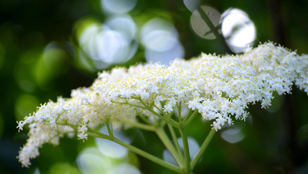 elder flower.jpg